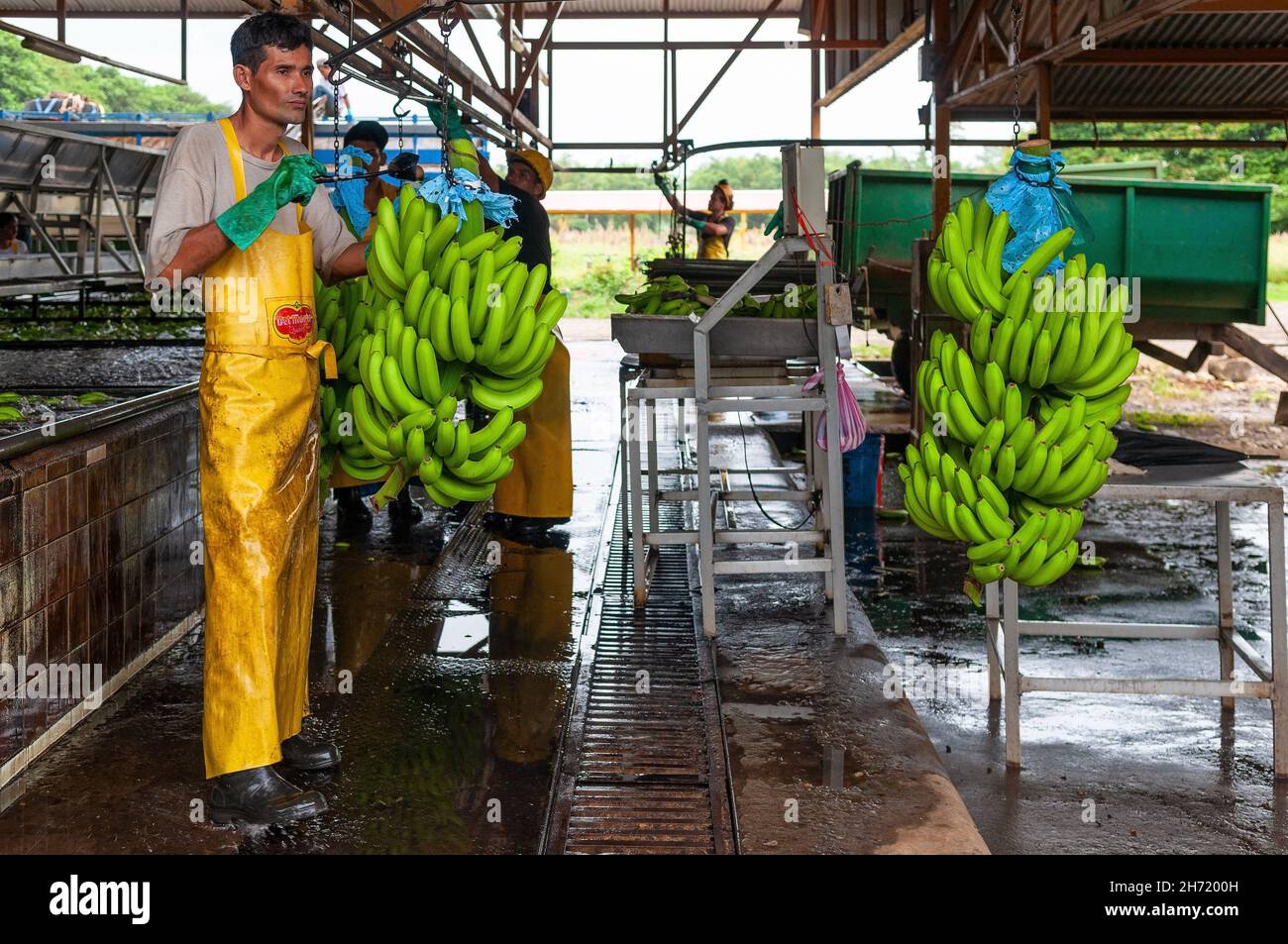 Nicaraguanischer Arbeiter auf Bananenplantagen, der frisch geerntete Bananen reinigt, Tortuguero, Costa Rica. Stockfoto