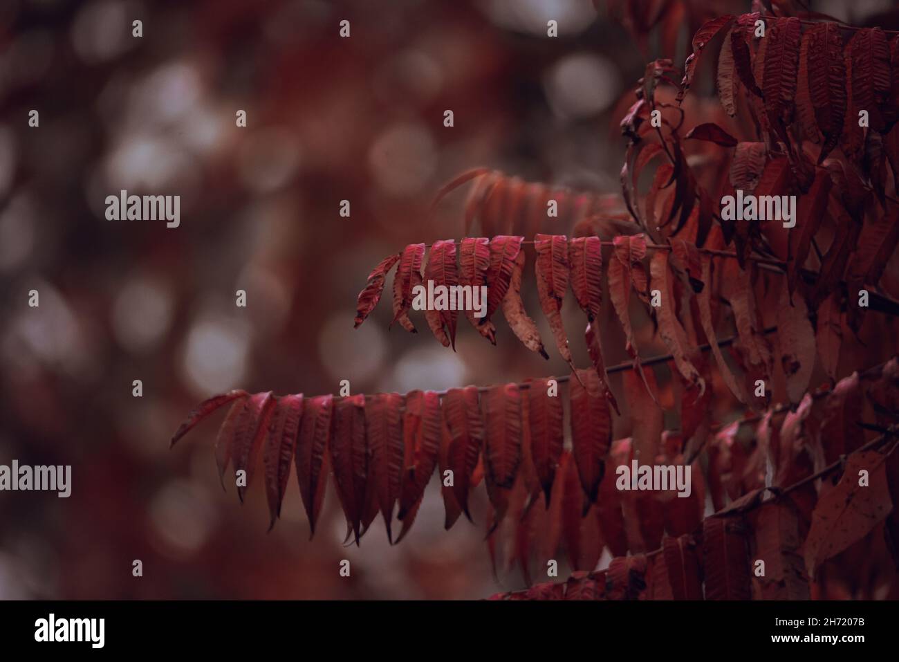 Selektiv fokussierte geringe Schärfentiefe schönes rotes Herbstpflanzen-Laub, saisonale Herbstfarbe mit Kopierfläche Stockfoto