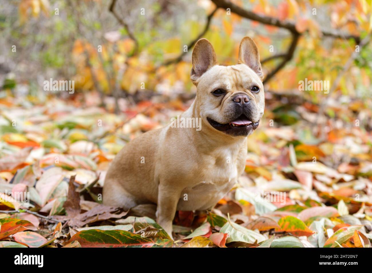 5-jähriger rot-brauner französischer Bulldogge, der im farbenfrohen Herbstlaub sitzt. Stockfoto