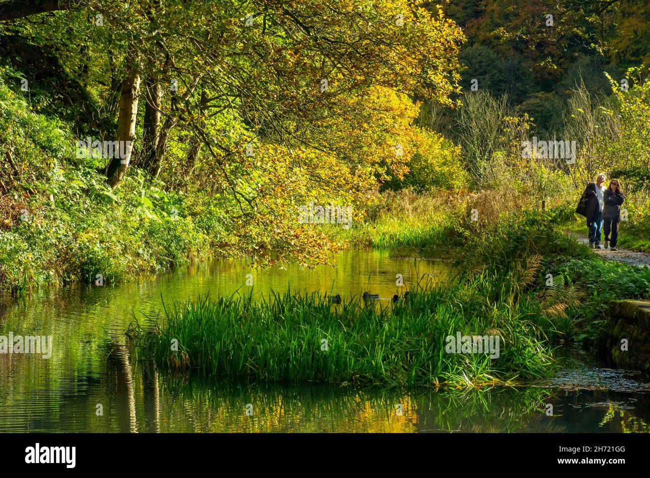Herbstbäume spiegeln sich im Wasser auf dem Cromford Canal im Derbyshire Peak District England Stockfoto