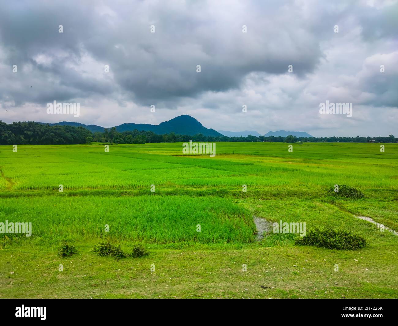 Die Gier-Felder mit dramatischem Himmel und Berghintergrund am Morgen werden in guwahati assam india aufgenommen. Stockfoto