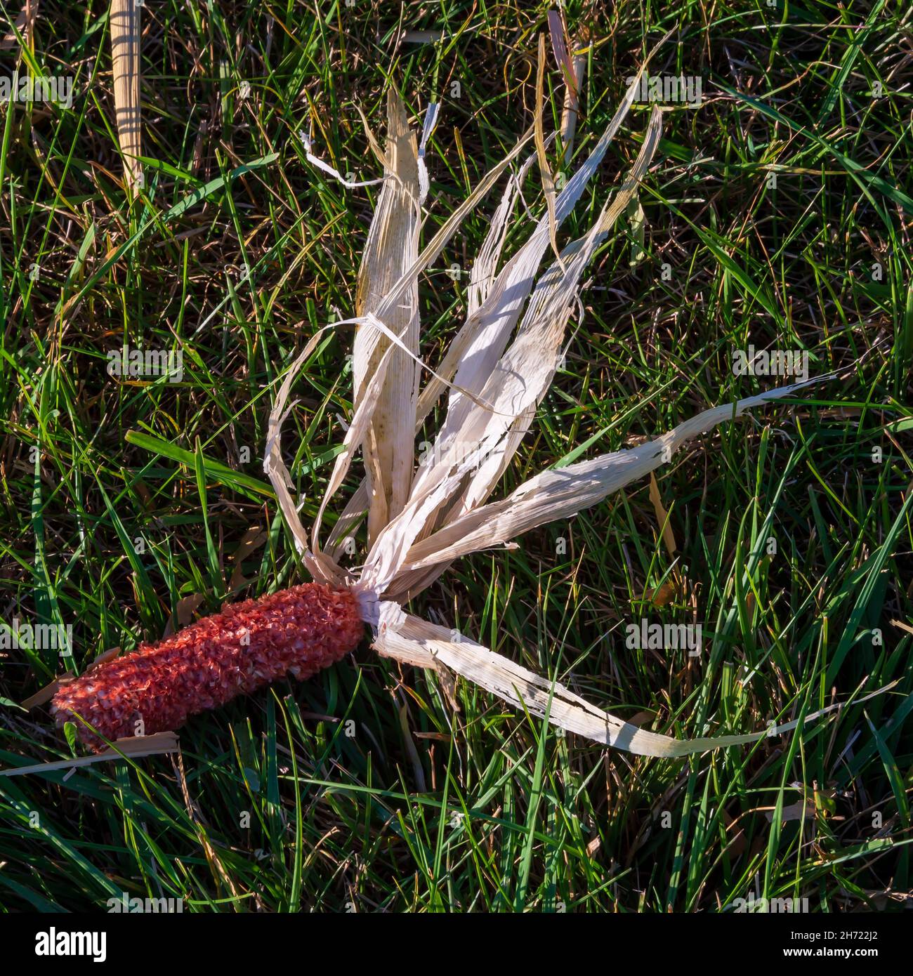 Ein Maiskolben, der von einem Mähdrescher ausgezogen wird, liegt im Gras neben einem geernteten Maisfeld. Stockfoto