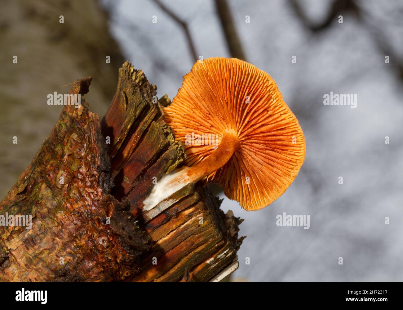 Schuppiger Rustgill-Pilz, der auf verrottendem Ast wächst, von unten gesehen Stockfoto