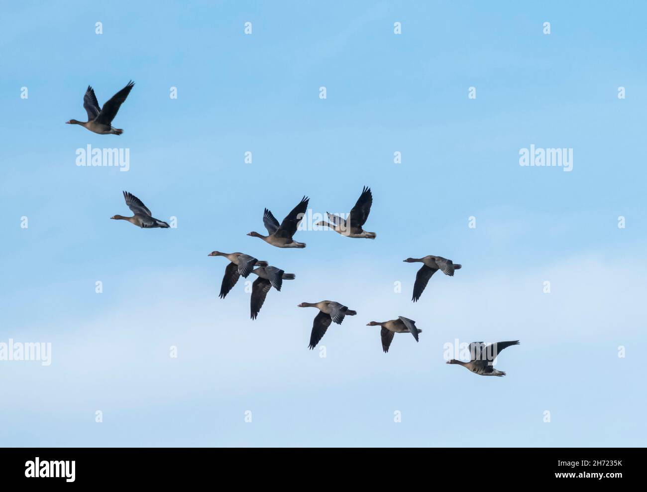 Wildgänse im Flug, Hortobagy-Nationalpark, Ungarn Stockfoto