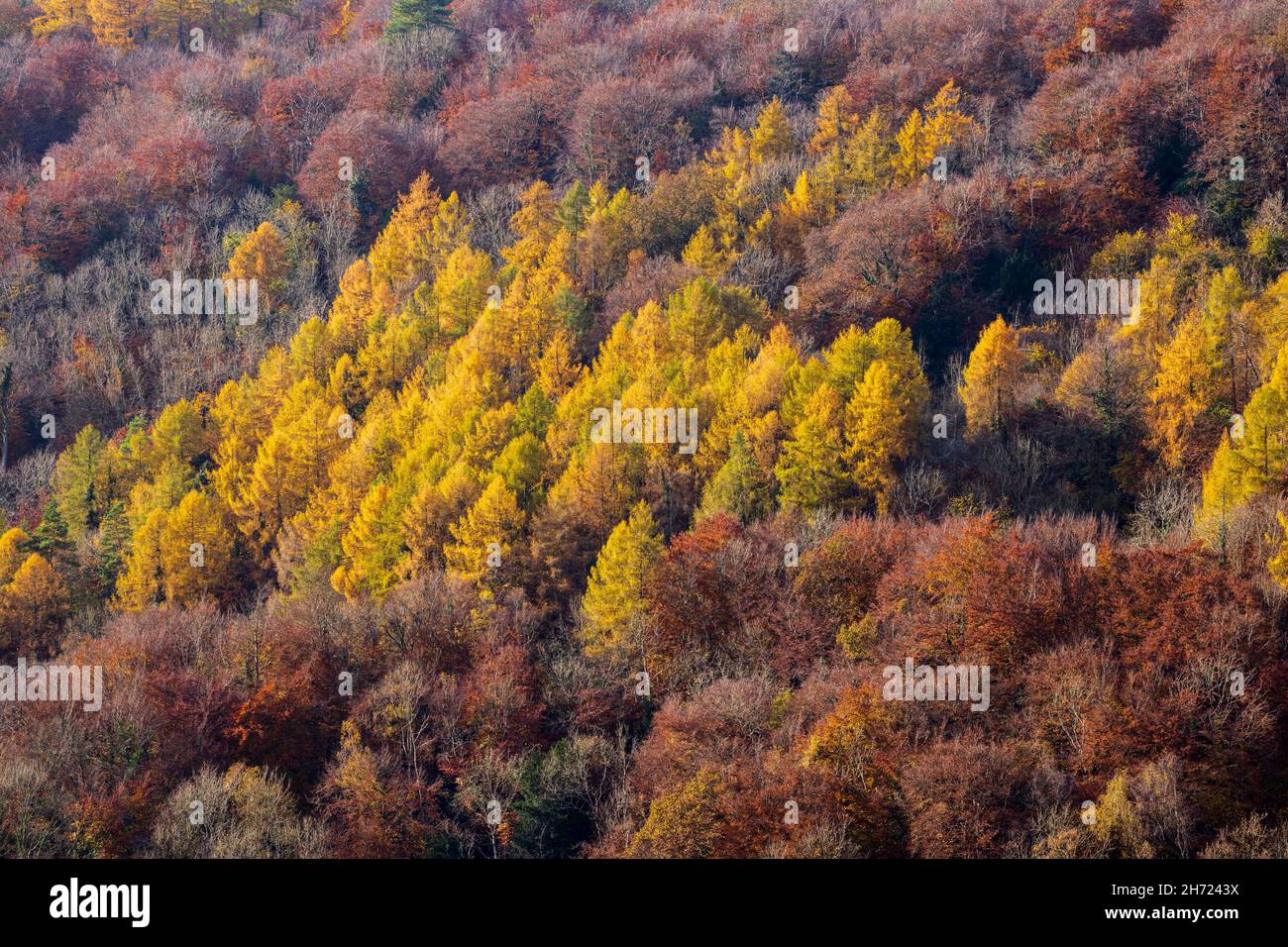 Farbenfrohe Herbstbäume im Symonds Yat Rock, Forest of Dean, Herefordshire, England Stockfoto