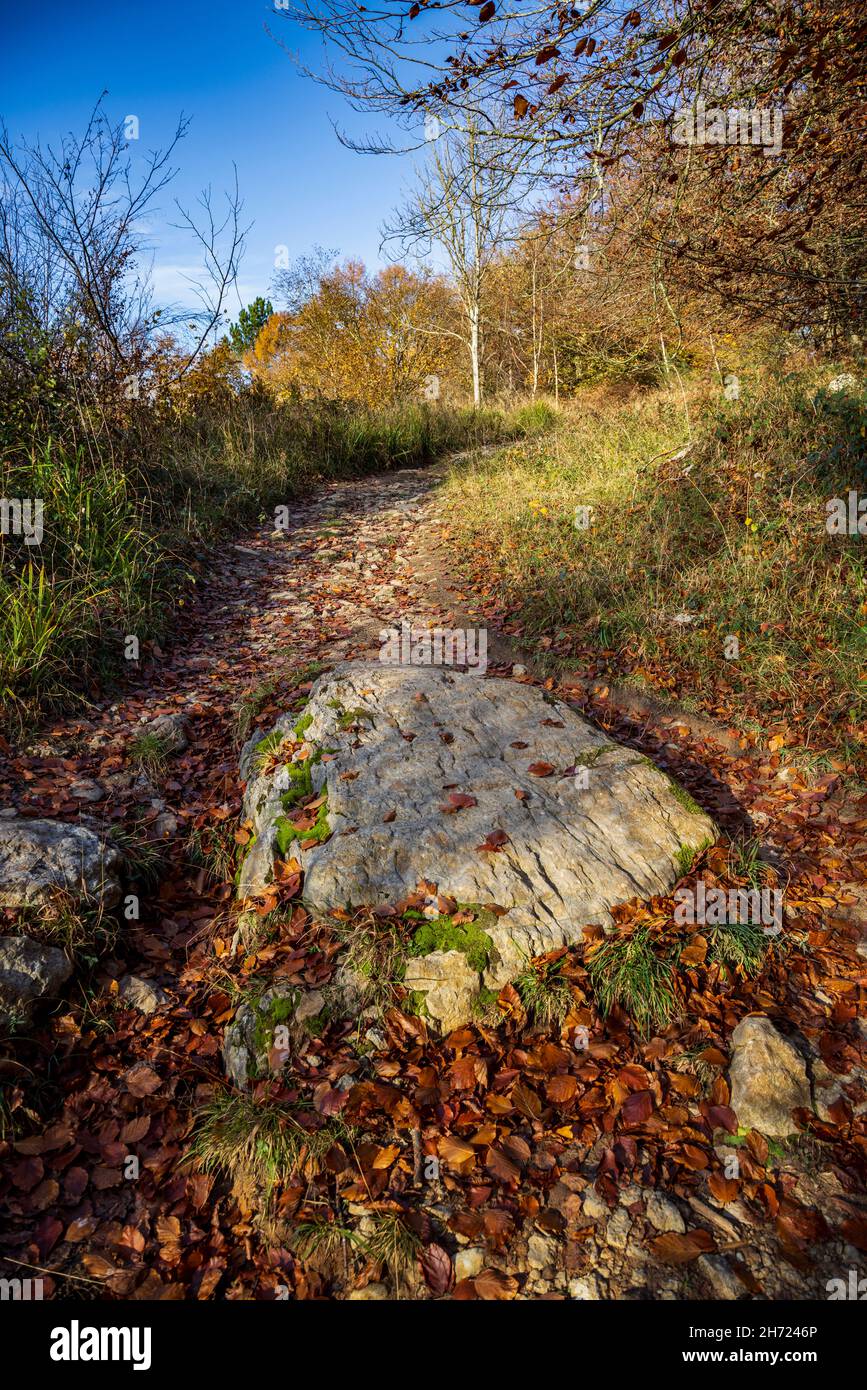 Gefallener Herbst die Buche verlässt den felsigen Pfad bei Symonds Yat Rock, Forest of Dean, Herefordshire, England Stockfoto