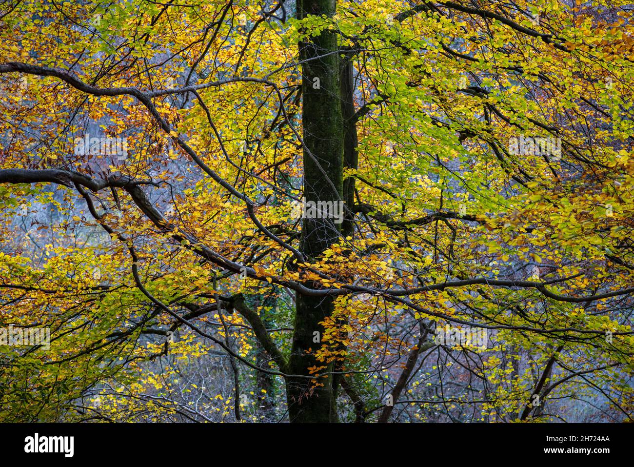 Farbenfrohe Herbstbuche im Symonds Yat Rock, Forest of Dean, Herefordshire, England Stockfoto