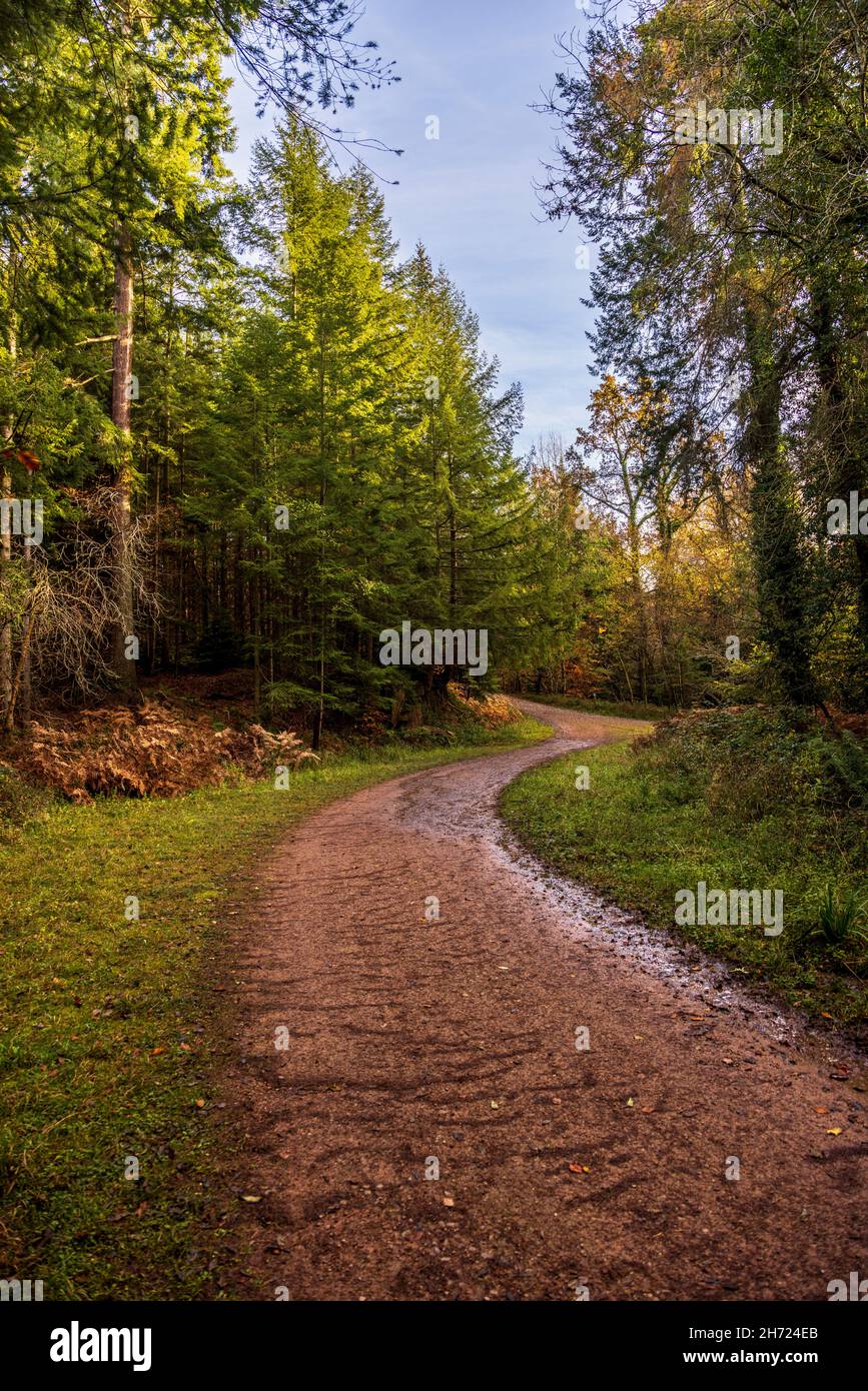Ein Track durch den Herbstwald bei Symonds Yat Rock, Forest of Dean, Herefordshire, England Stockfoto