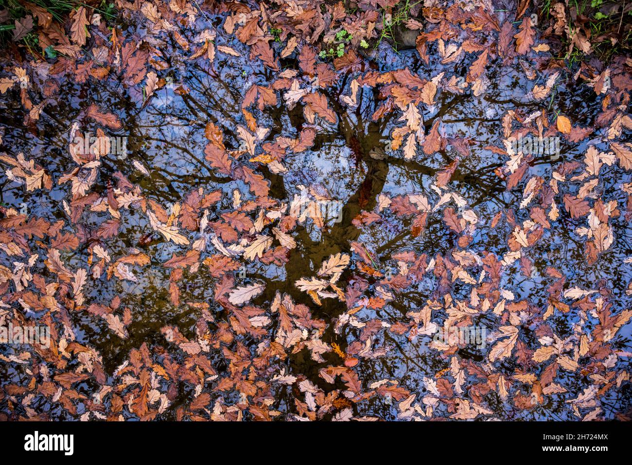Gefallene Eichenblätter schwimmen im Wasser im Forest of Dean, Herefordshire, England Stockfoto