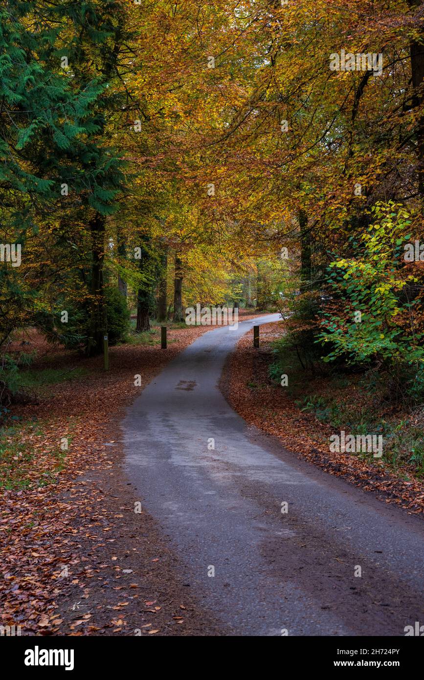 Eine Forststraße durch Buchenbäume im Herbst bei Symonds Yat Rock, Forest of Dean, Herefordshire, England Stockfoto
