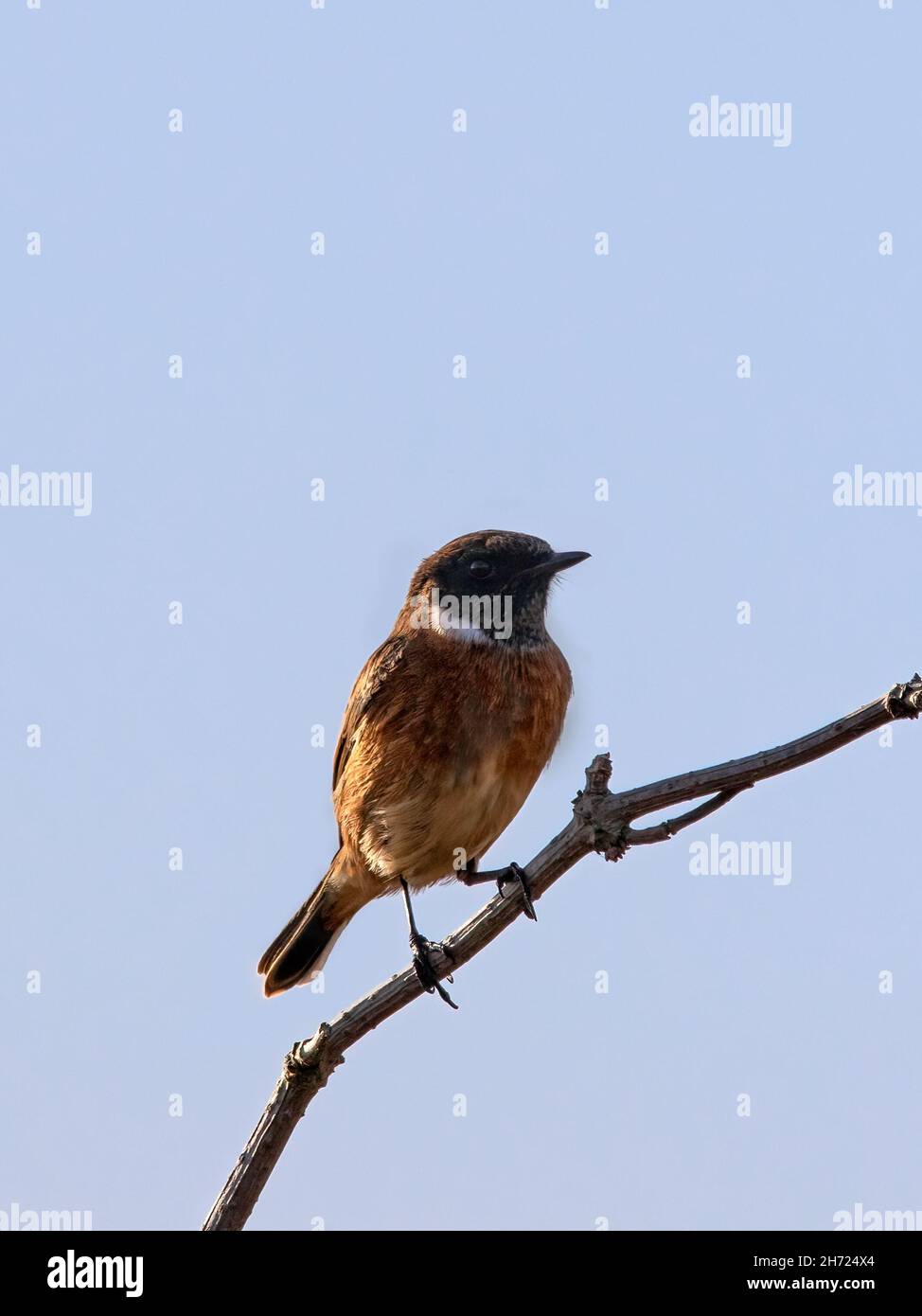 Männlicher Stonechat Saxicola rubicola, der auf einem gegen den blauen Himmel isolierten Ast steht Stockfoto