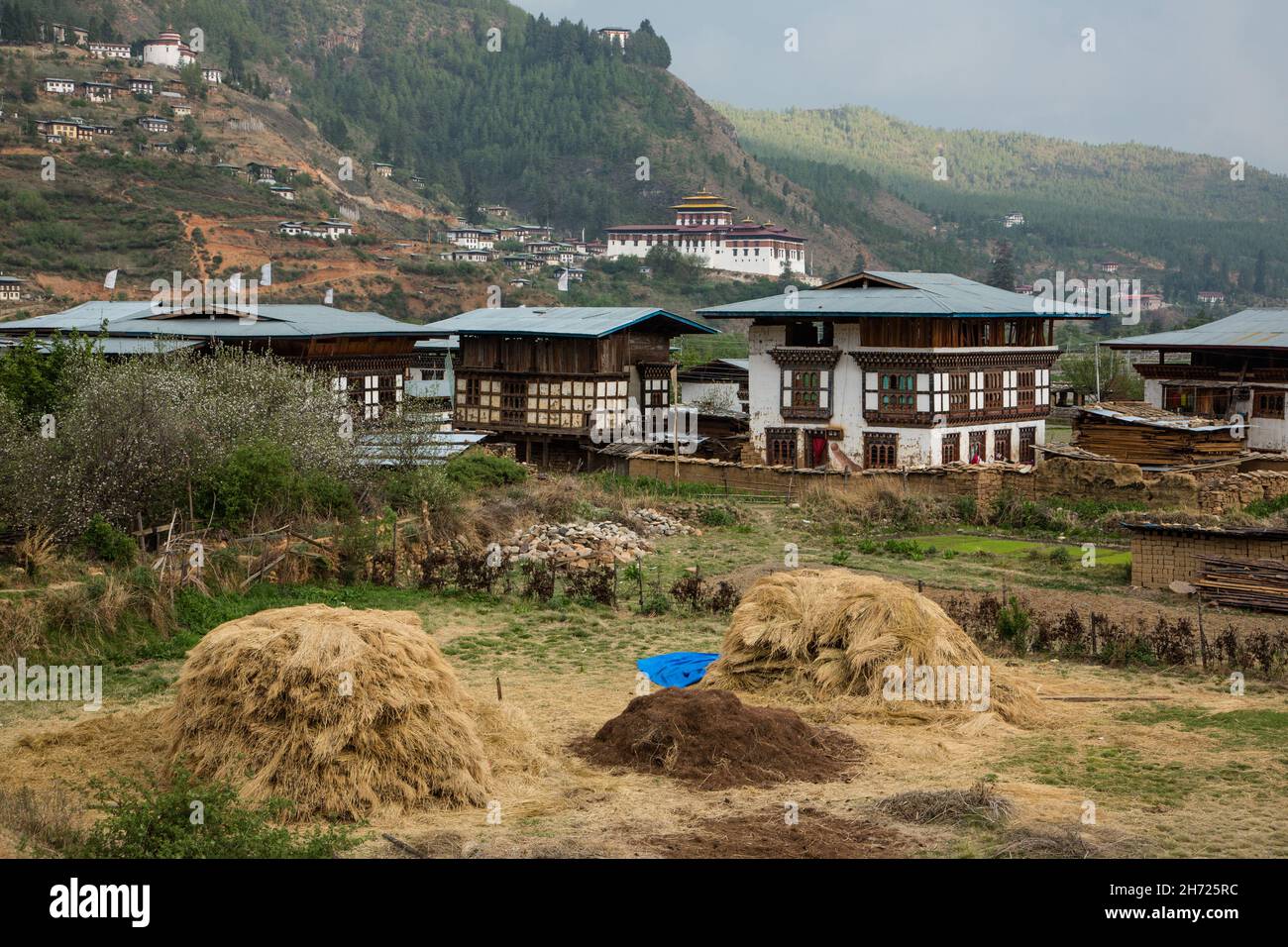Stapel von Reis streunenden Heu in Paro, Bhutan, mit traditionellen Bauernhäusern und dem Paro Dzong dahinter. Oben links befindet sich der Wachturm Ta Dzong mit dem Zuri Stockfoto