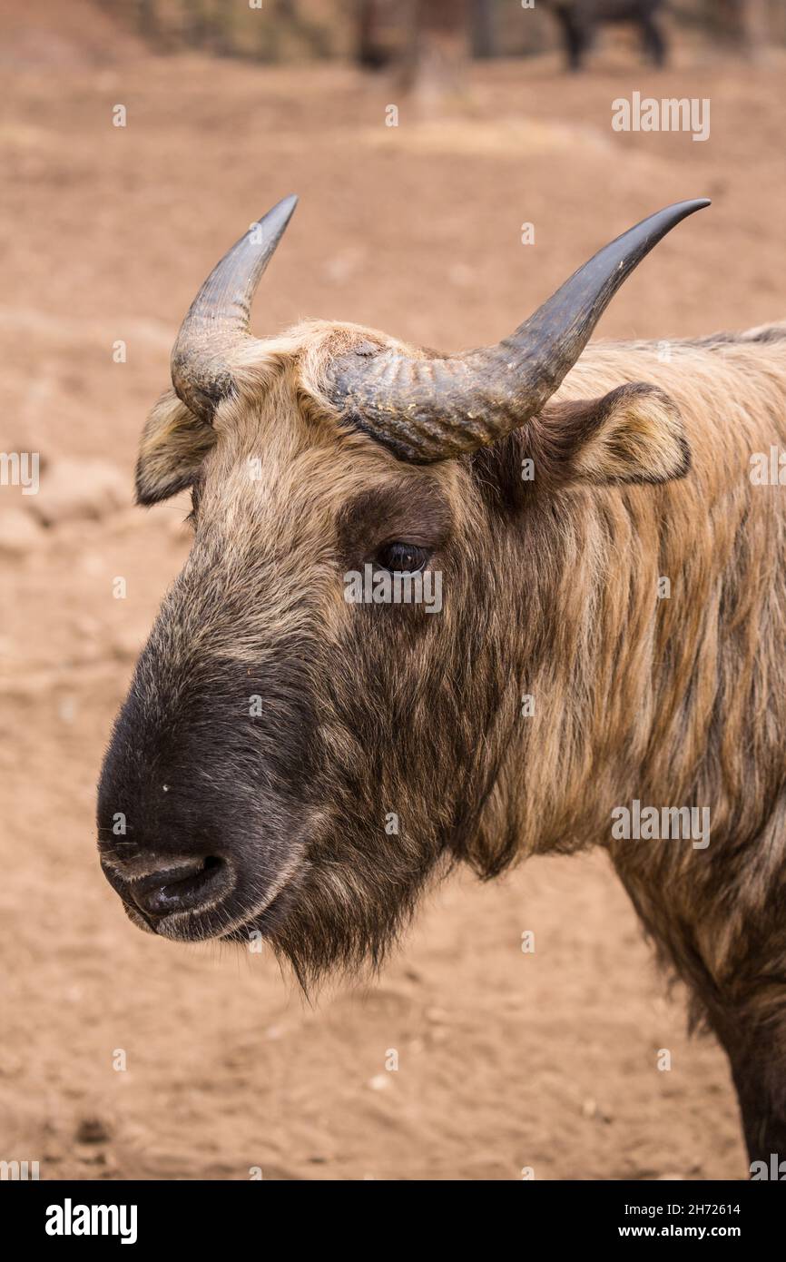 Der Bhutan Takin, Budorcas taxicolor whei, wird auch Rindergamois oder gnu-Ziege genannt. Es ist eine Ziegenantilope, die im östlichen Himalaya gefunden wird und ist Stockfoto