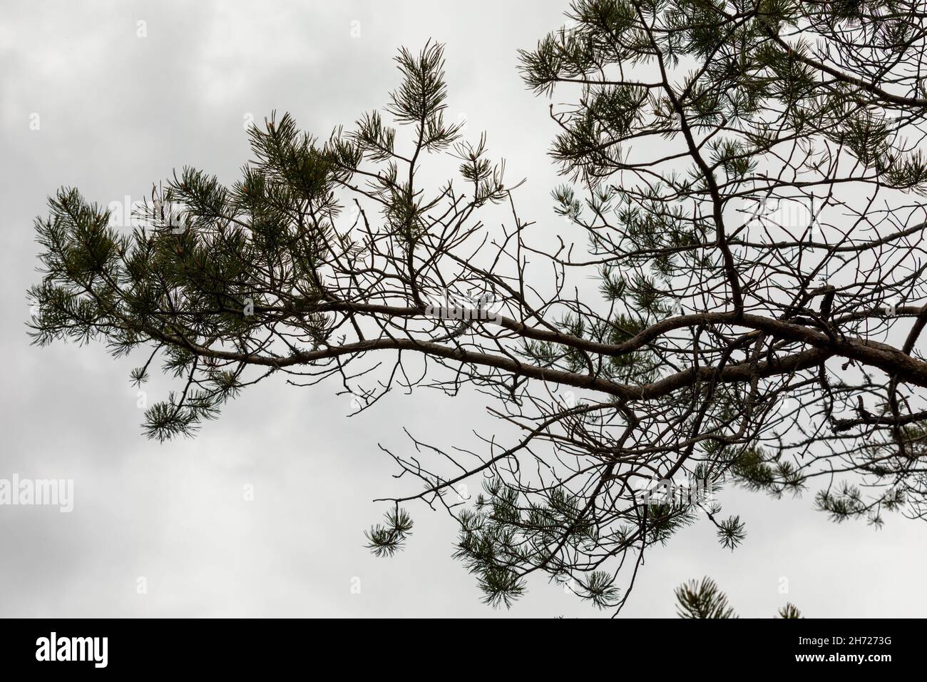 Kiefer - Pinus sylvestris - mit Anzeichen von Auerhahn Fütterung Darauf Stockfoto