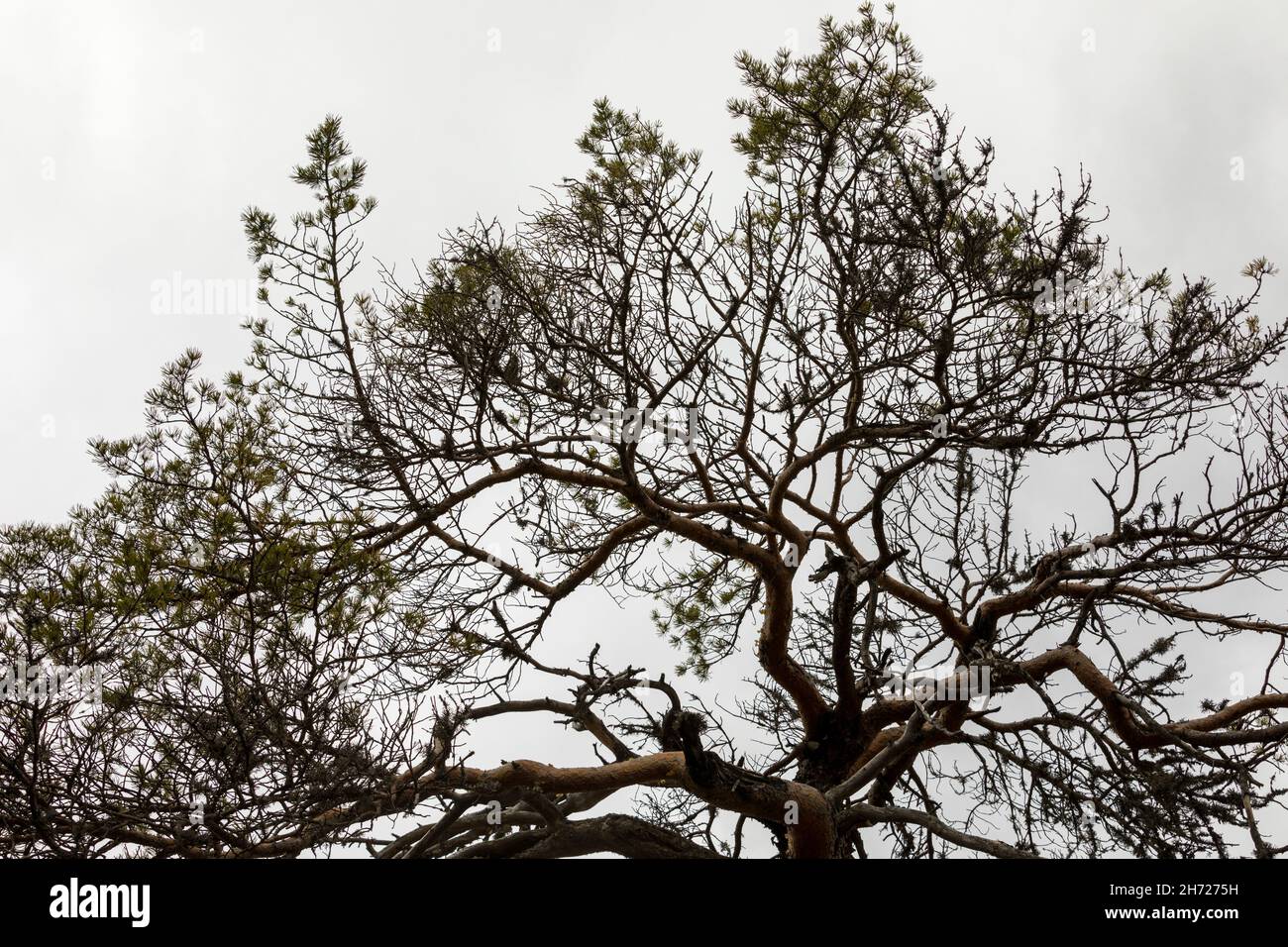 Kiefer - Pinus sylvestris - mit Anzeichen von Auerhahn Fütterung Darauf Stockfoto