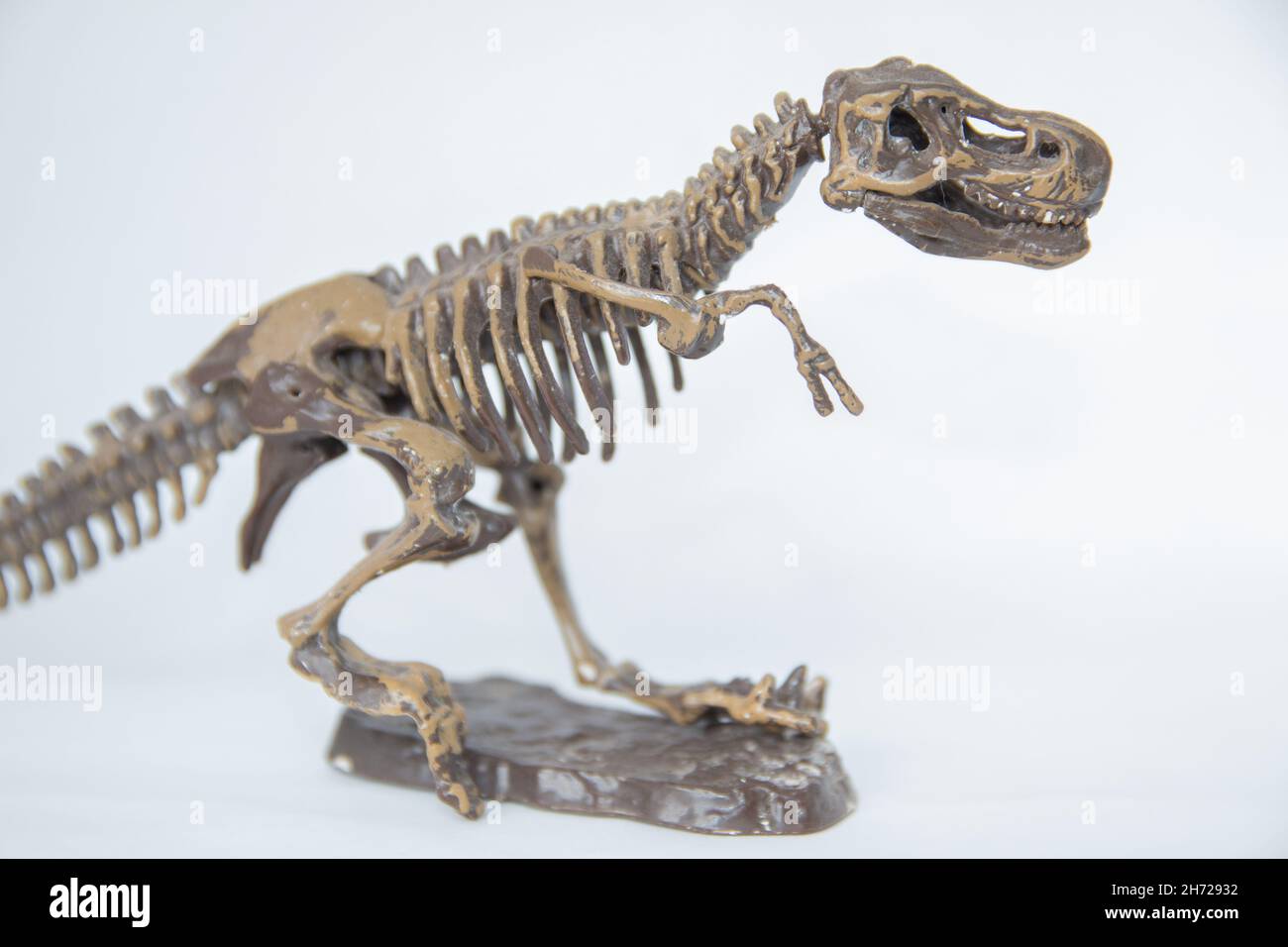 Nahaufnahme eines Dinosaurierskeletts auf weißem Hintergrund Stockfoto