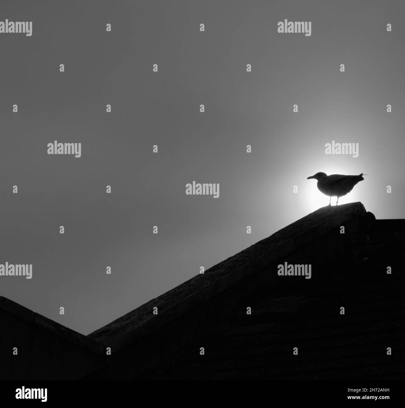 Black and White, Monochorme Minimal, minimalistisch Bild Einer juvenilen Herringmöwe, Larus argentatus, sitzend auf Einem Dach, das von der Sonne beleuchtet ist, Großbritannien Stockfoto