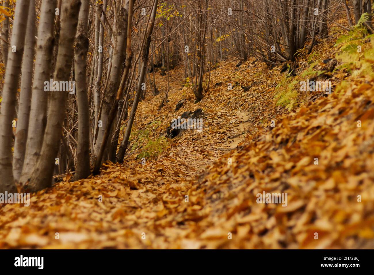 Blick unter einem Wald verlieren Sie sich in diesen Herbst charakteristisch und erstaunliche Farben Stockfoto