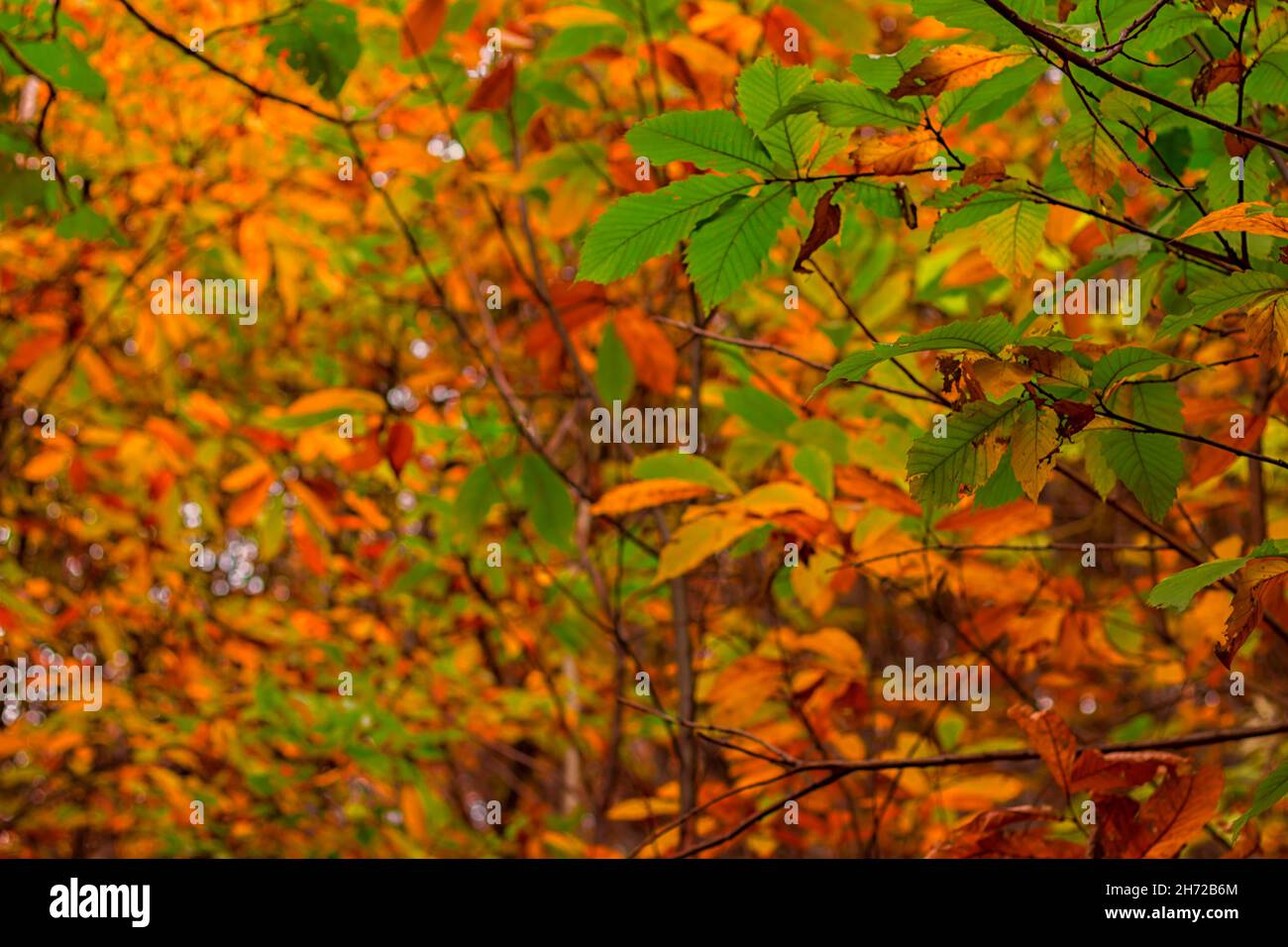 Blick unter einem Wald verlieren Sie sich in diesen Herbst charakteristisch und erstaunliche Farben Stockfoto