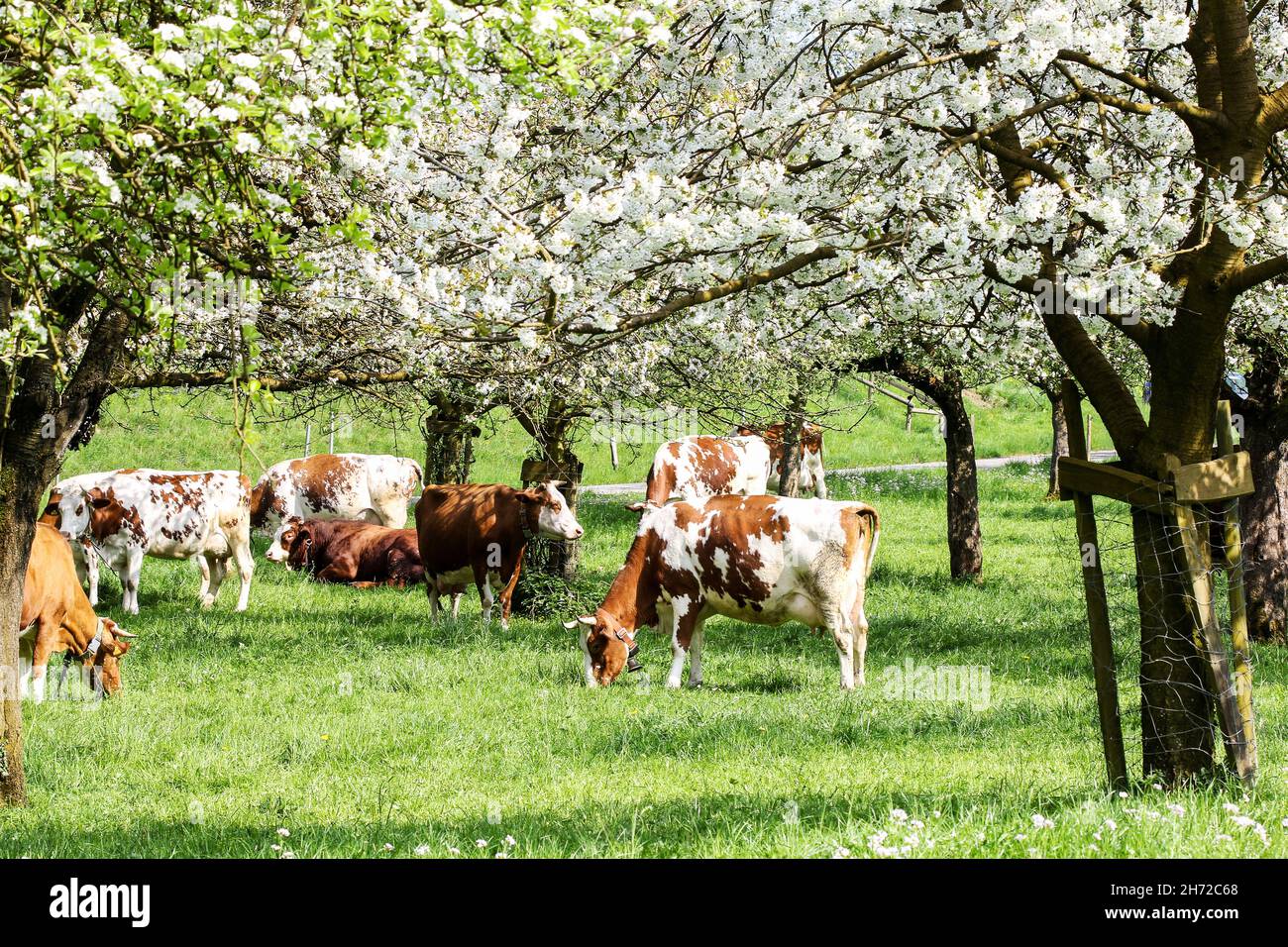 Herde von Kühen grasen in einem blühenden Obstgarten mit Apfel-und Birnenbaum Blumen - eine umweltfreundliche Art der Landwirtschaft Stockfoto