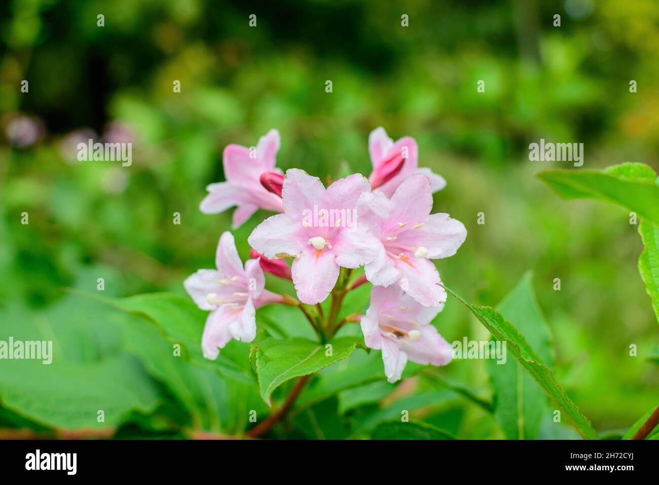 Viele hellrosa Blüten von Weigela florida Pflanze mit Blumen in voller Blüte in einem Garten in einem sonnigen Frühlingstag, schöne Outdoor-Blumen Hintergrund pho Stockfoto