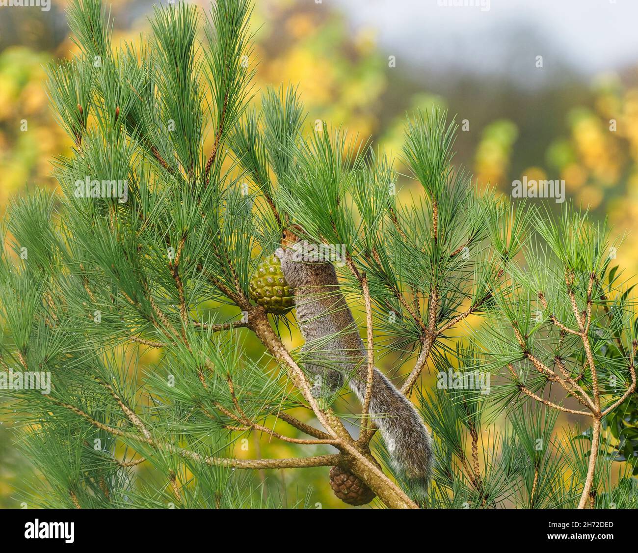 Graues Eichhörnchen oben auf Pine Tree, Pembrokeshire, Wales Stockfoto