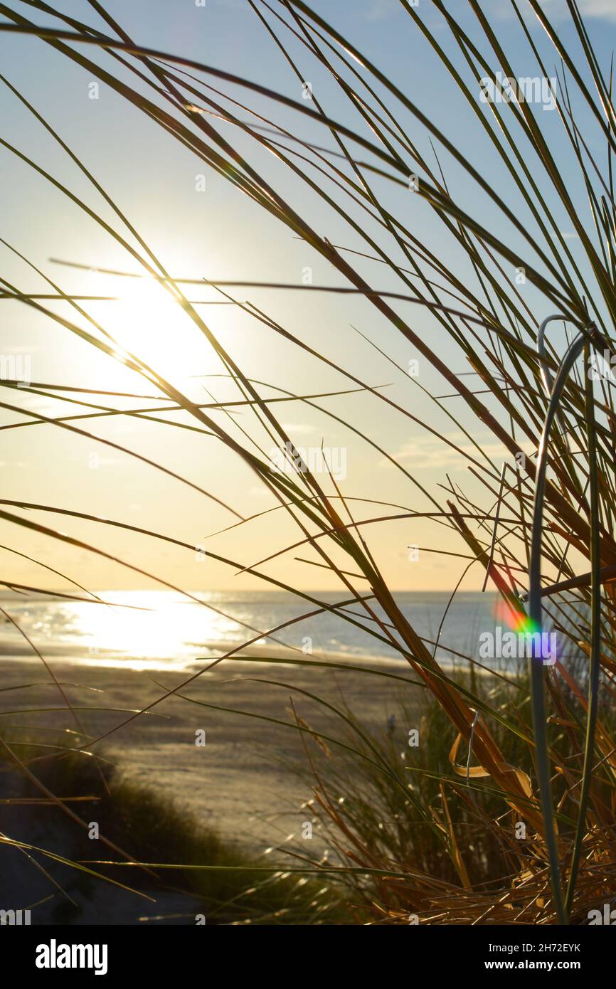 Blick durch das Strandgras auf einer Düne zum Meer bei Sonnenuntergang, an der Nordseeküste in den Niederlanden Stockfoto