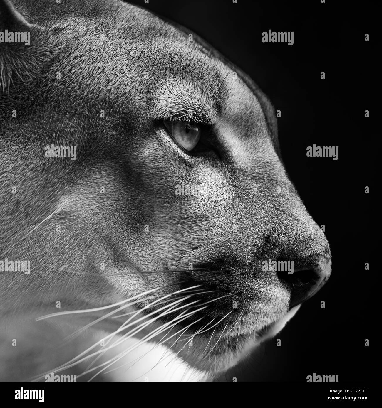 Puma face wildlife Schwarzweiß-Stockfotos und -bilder - Alamy