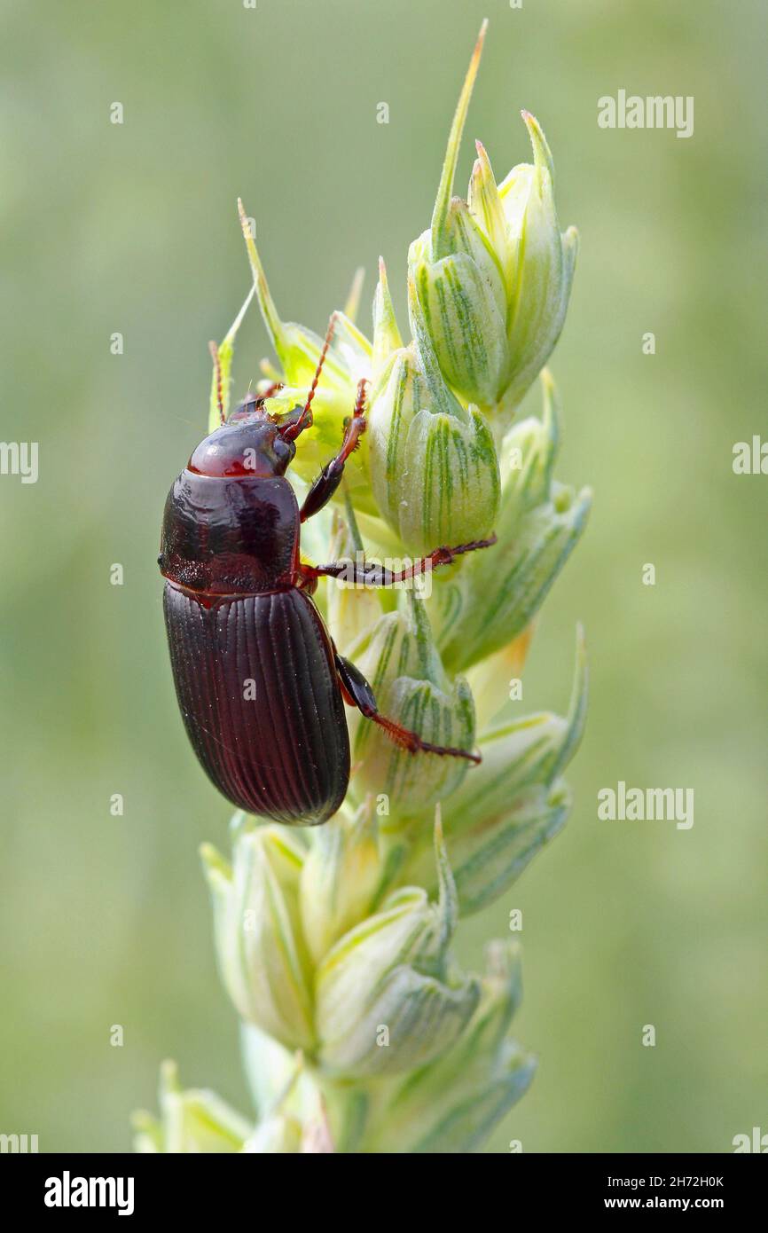 Käfer von Maiskäfer - Zabrus tenebrioides, der einen unreifen Weizenkern frisst, eine Art von Schwarzkäfer (Carabidae). Stockfoto