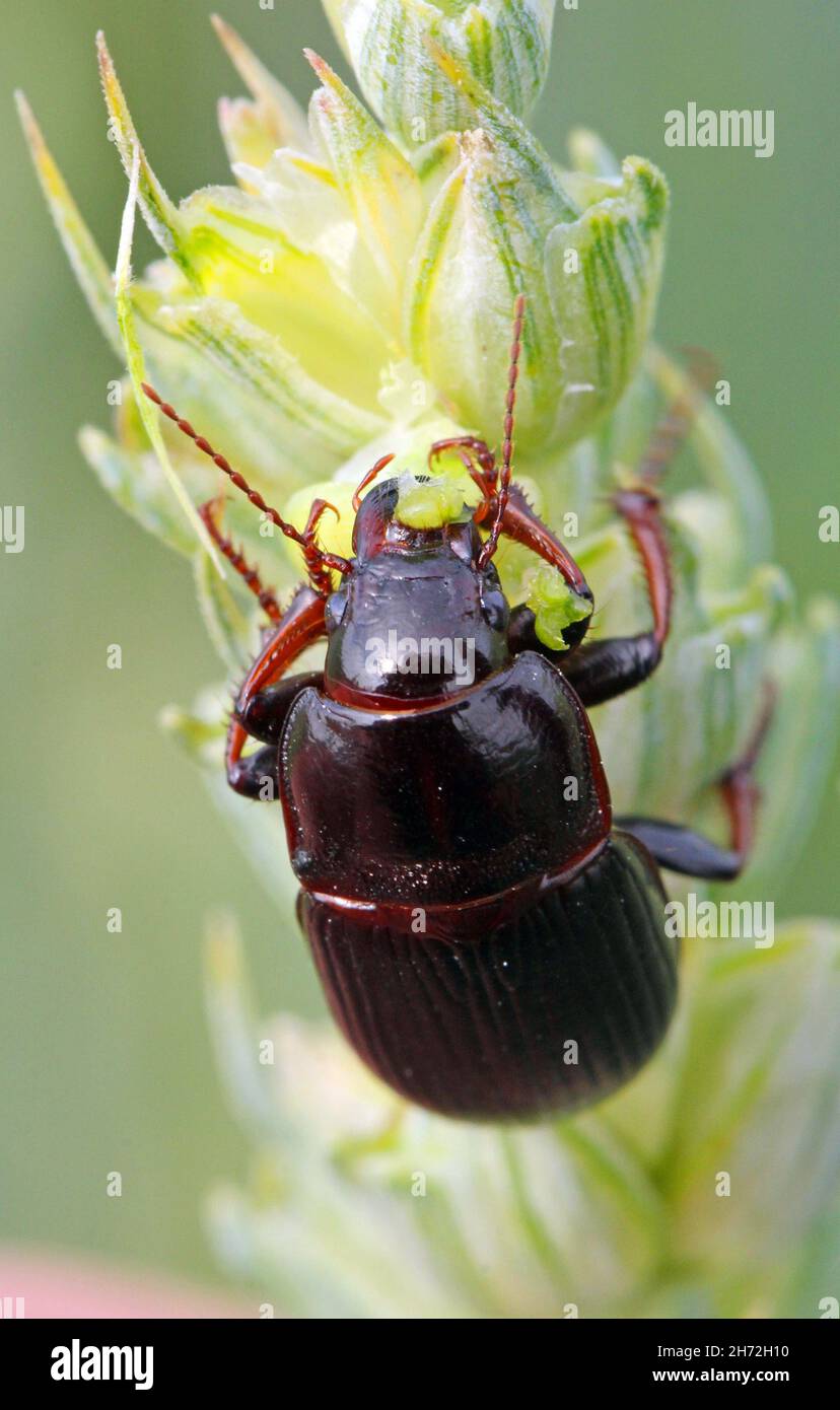 Käfer von Maiskäfer - Zabrus tenebrioides, der einen unreifen Weizenkern frisst, eine Art von Schwarzkäfer (Carabidae). Stockfoto