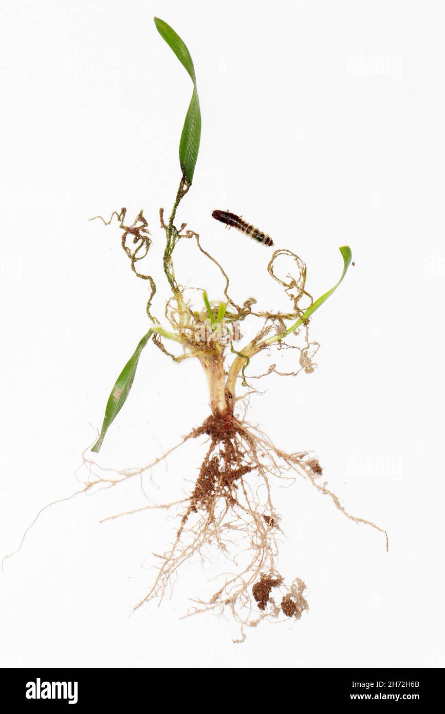 Larve und beschädigte Getreidepflanze durch Maiskörnkäfer (Zabrus tenebrioides) ist eine Art von Schwarzkörnkäfer (Carabidae). Ein Schädling im Boden Stockfoto