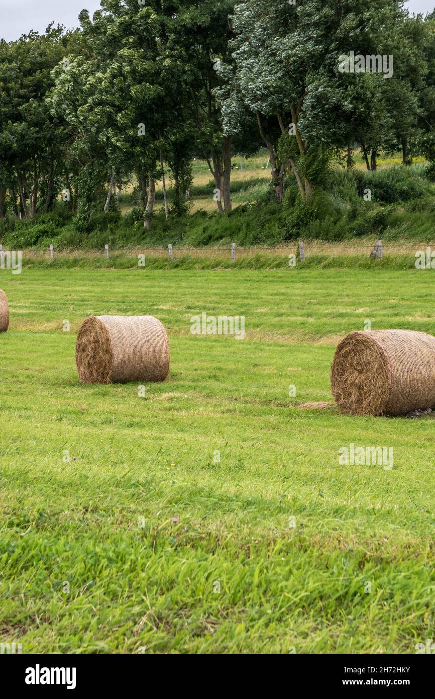 Große Wiese mit Heuln rollt mitten auf dem Land Stockfoto
