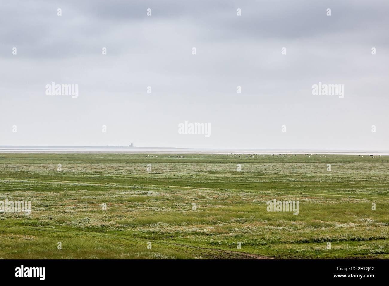 Grüne flache Salzwiesen in der Nähe der Nordsee Stockfoto