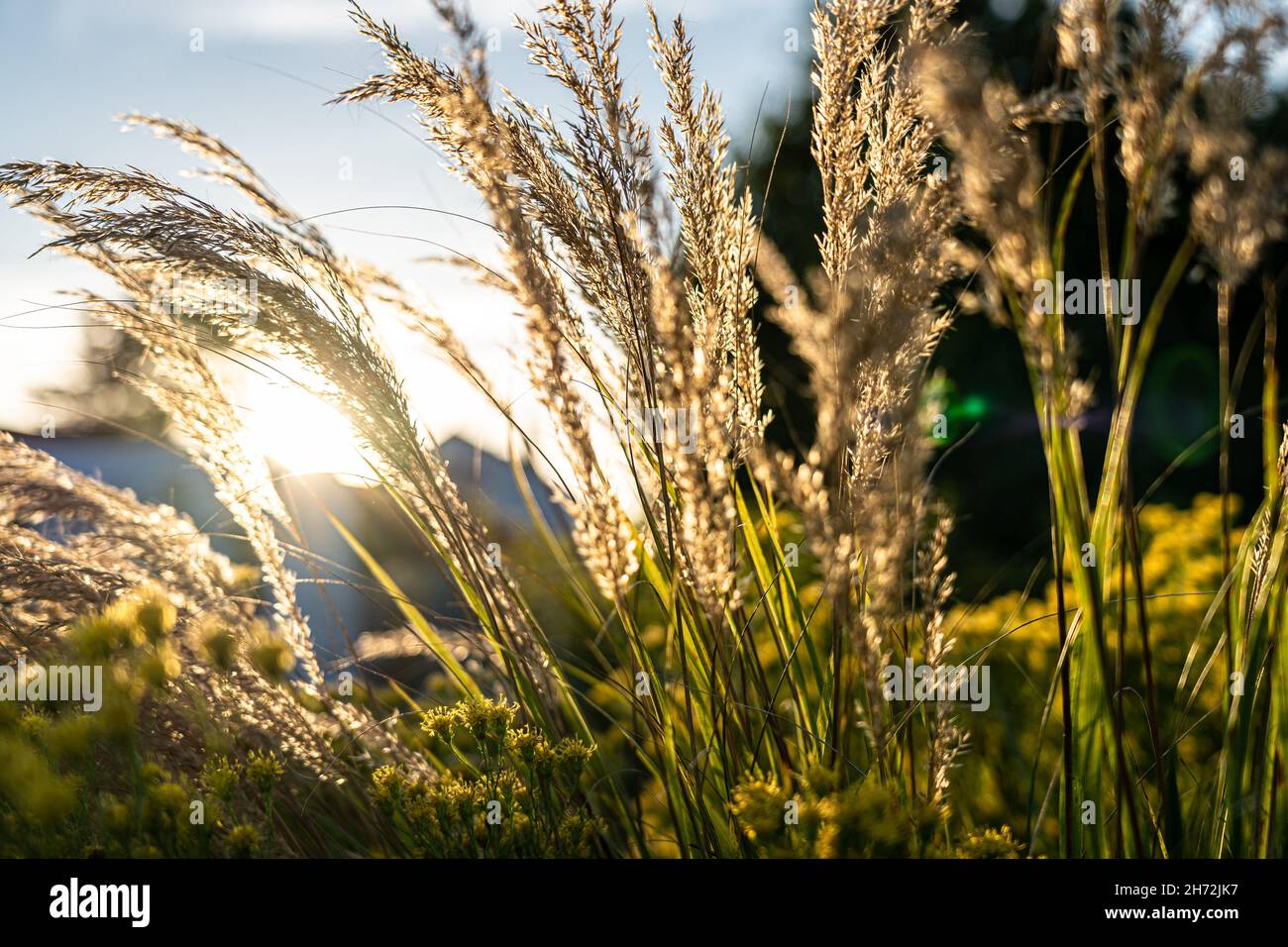 Goldenes Gras auf dem Feld in der Nähe eines kleinen Baches Stockfoto