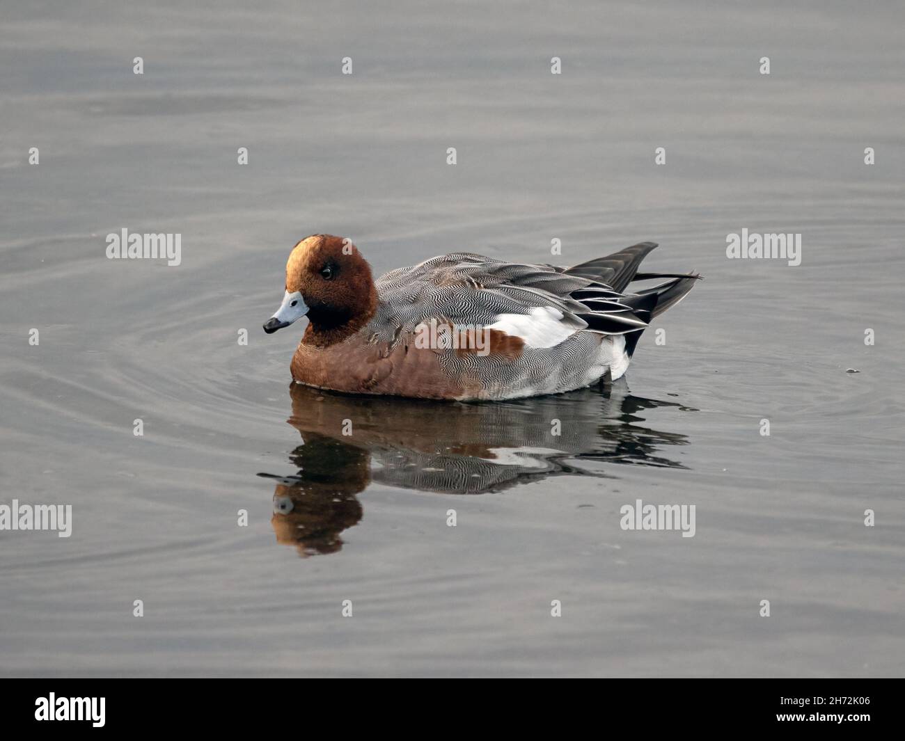 Männliche Wigeon (Anas penelope) auf Wasser Stockfoto