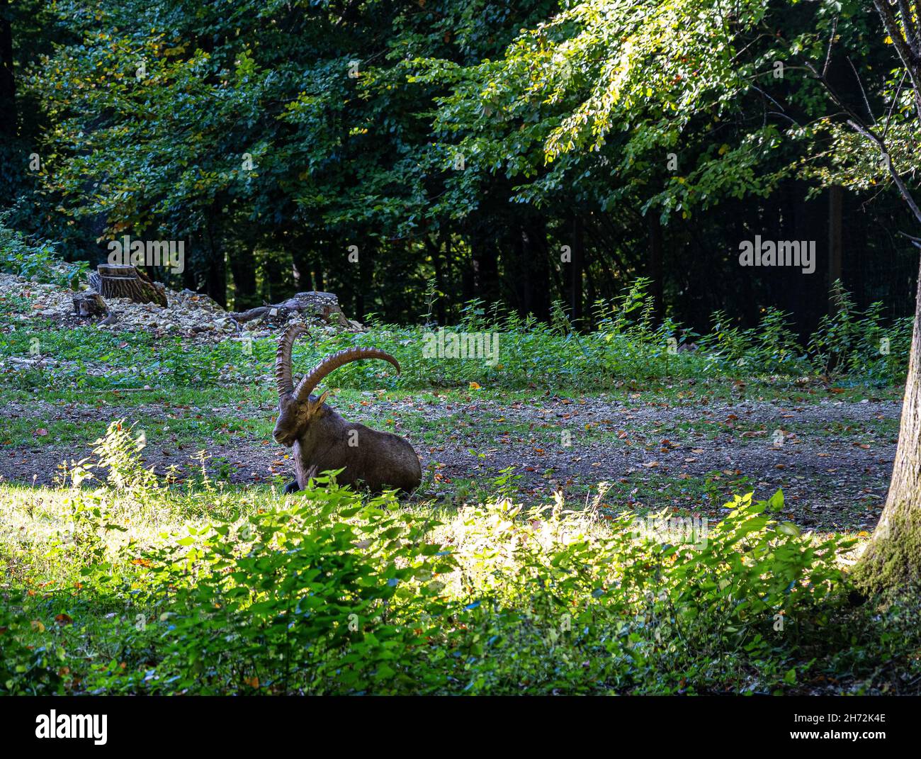 Stolzer Steinbock mit großen Hörnern auf dem grünen Gras Stockfoto