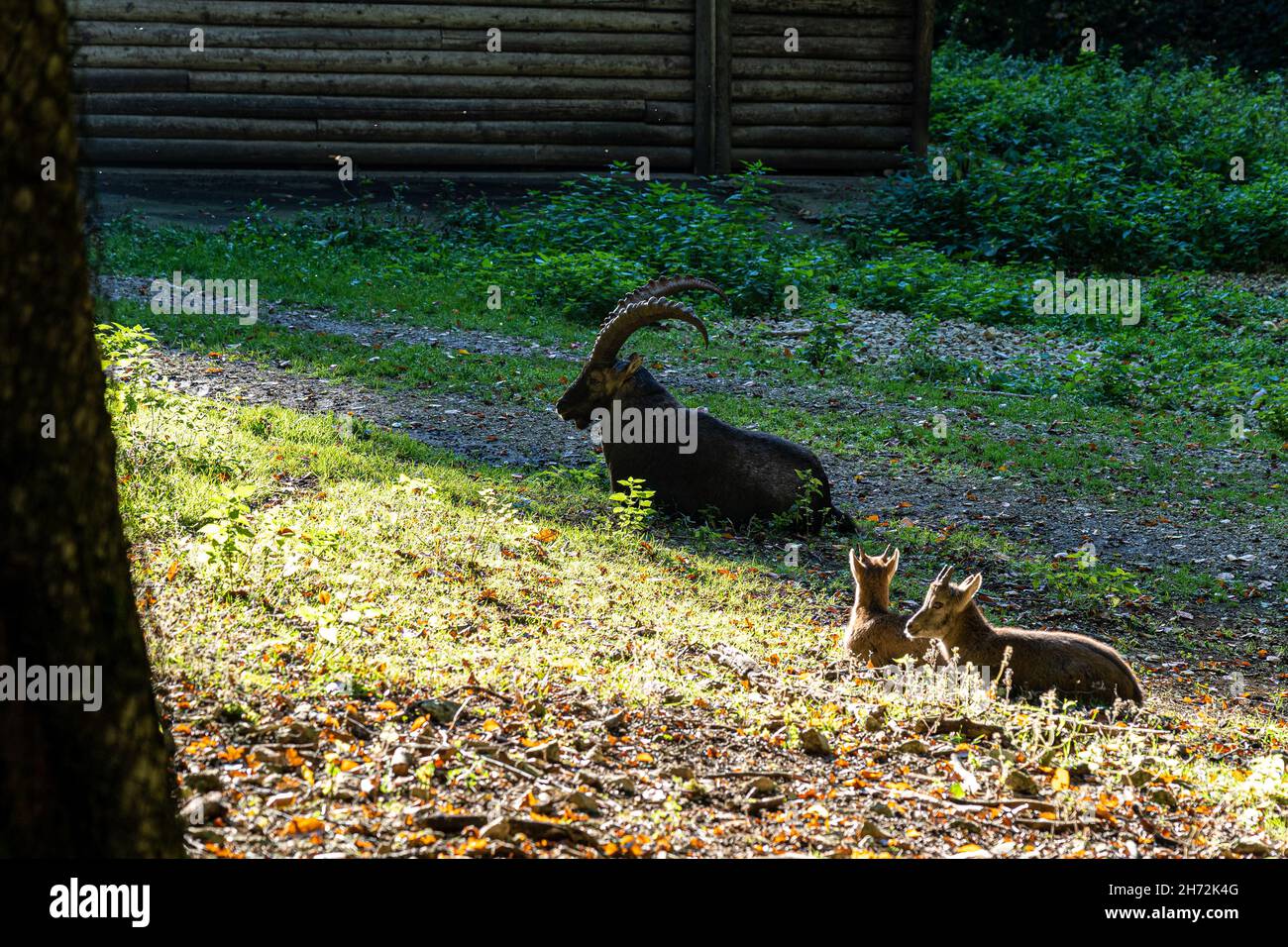 Stolzer Steinbock mit großen Hörnern auf dem grünen Gras Stockfoto