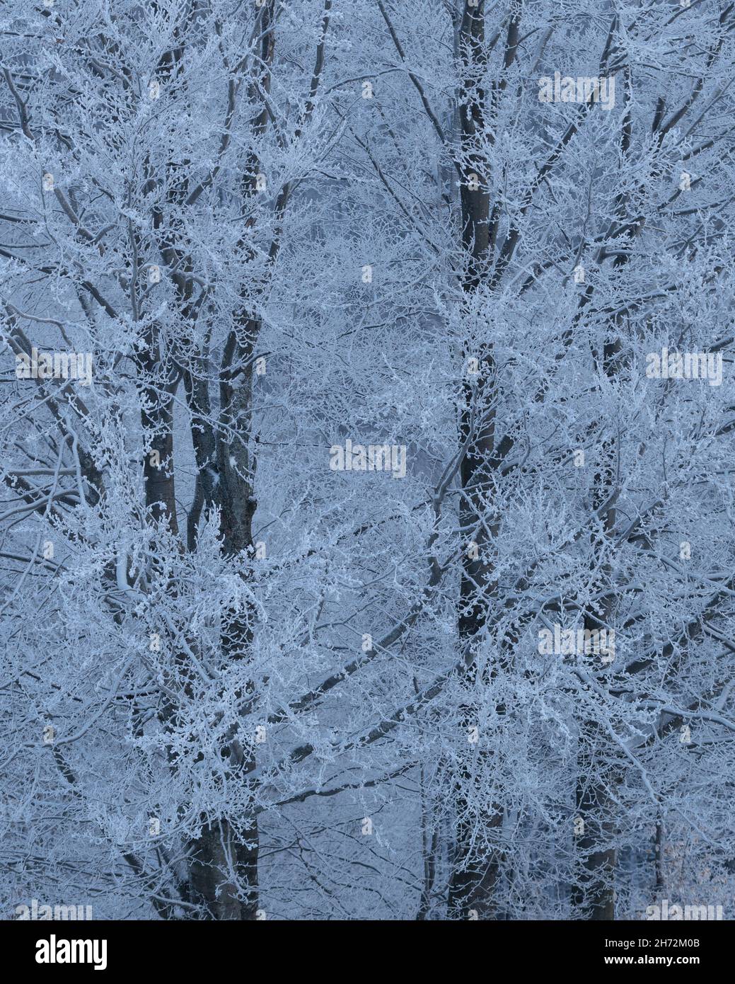 Abstrakter Winterhintergrund mit Textur von verschneiten Bäumen und Frost im Wald Stockfoto