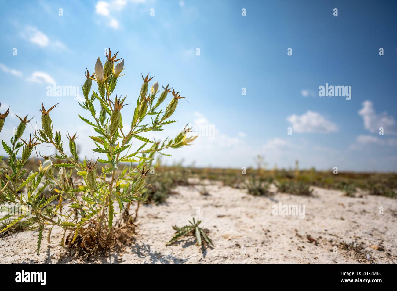 Braktless Stickleaf Pflanze in sandigen trockenen Land neben Monument Rocks in Kansas Stockfoto
