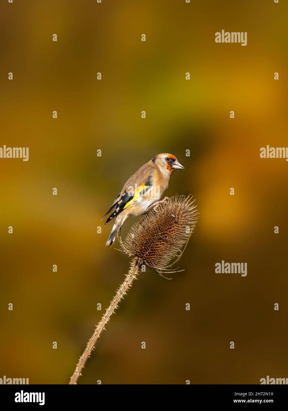 Adulter Goldfink (Carduelis carduelis), der sich vor herbstlichem Hintergrund auf Teasel ernährt Stockfoto