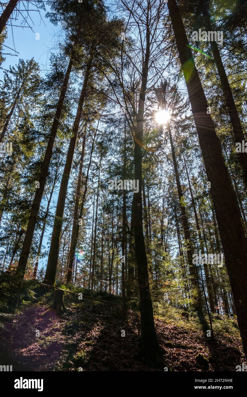 Grüner und dunkler Wald und Sonnenschein durch die Bäume Stockfoto