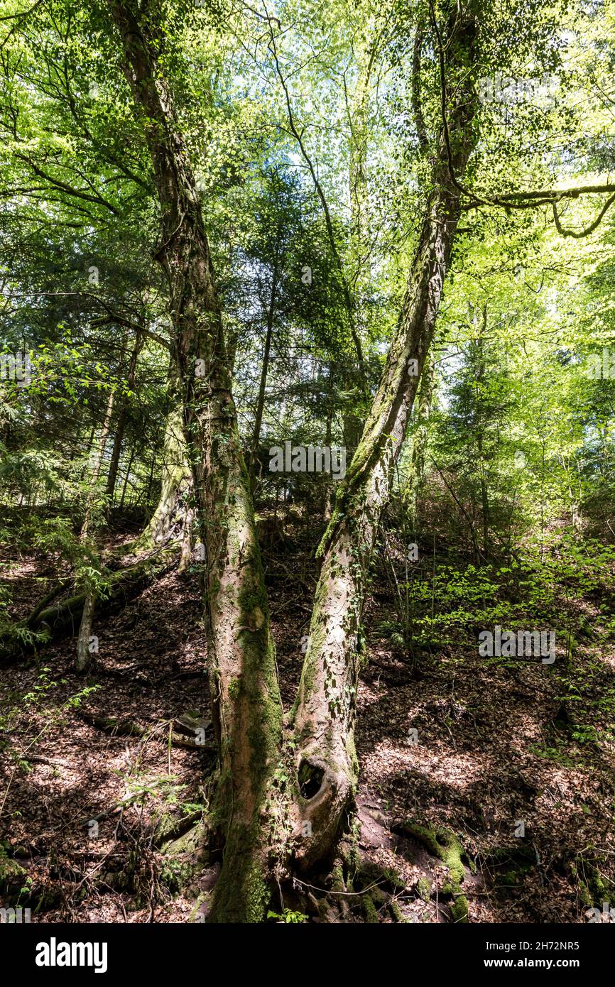Alter Baum in Form des Buchstabens V mitten im Wald Stockfoto