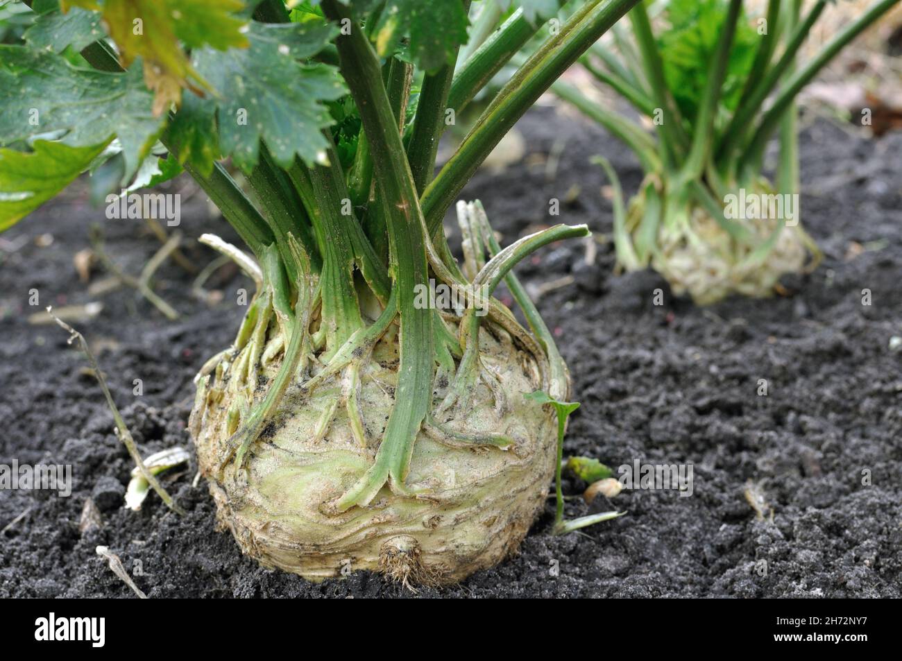 Close-up von sellerie Plantation (Wurzelgemüse) im Gemüsegarten Stockfoto