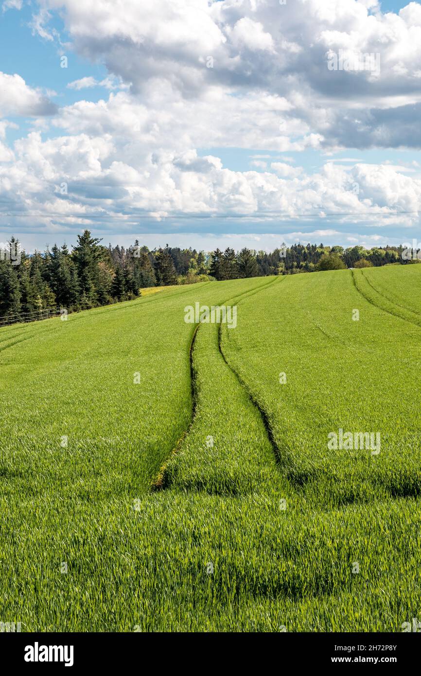 Große grüne Felder mit fruchtbarem Boden und grünem Getreide und der blaue Himmel mit weißen Wolken Stockfoto