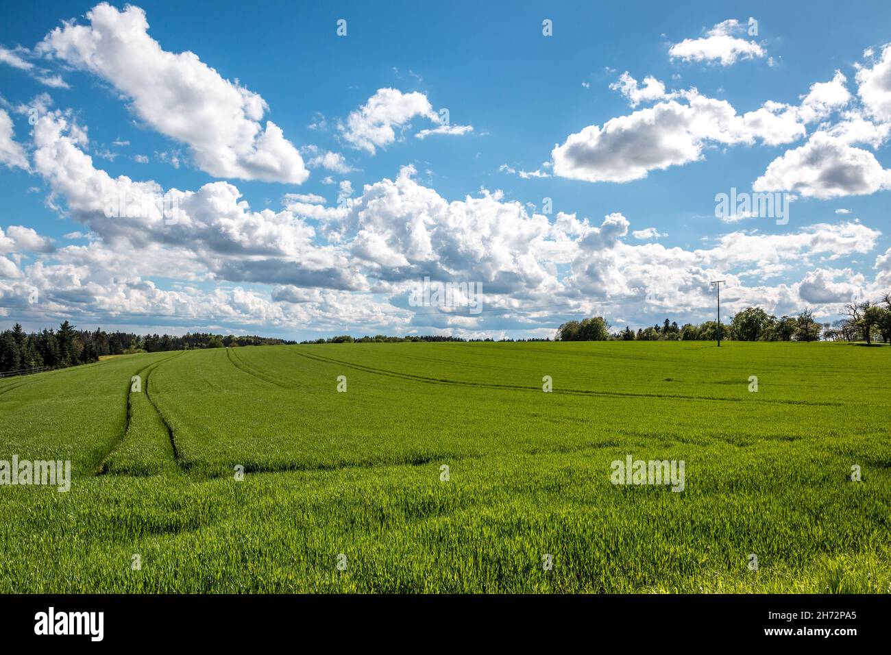 Große grüne Felder mit fruchtbarem Boden und grünem Getreide und der blaue Himmel mit weißen Wolken Stockfoto