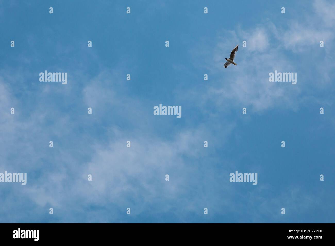 Fliegendes Meer miht am wolkigen blauen Himmel Stockfoto