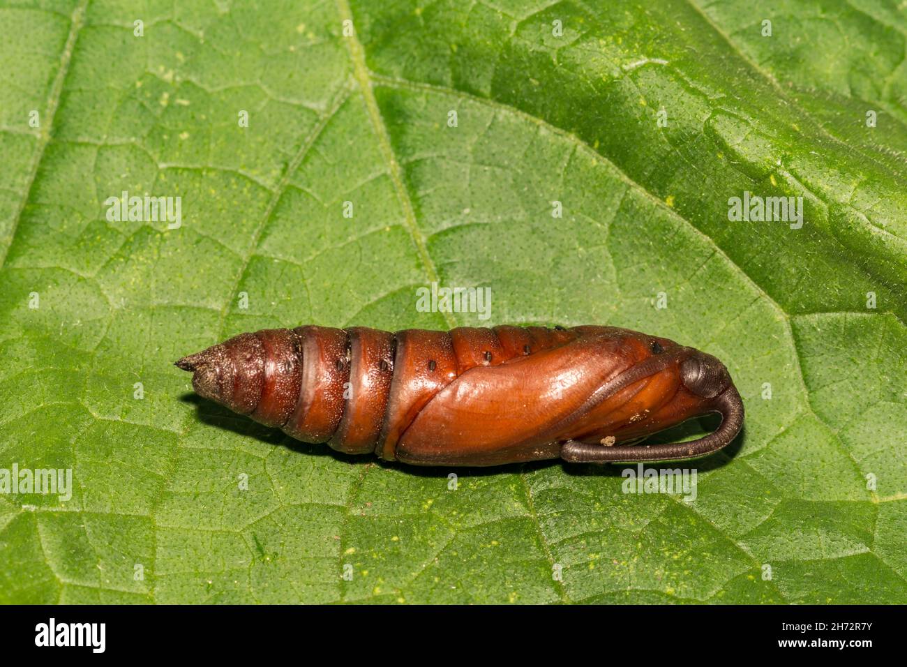 Carolina Sphinx Moth Pupa (Manduca sexta) Stockfoto