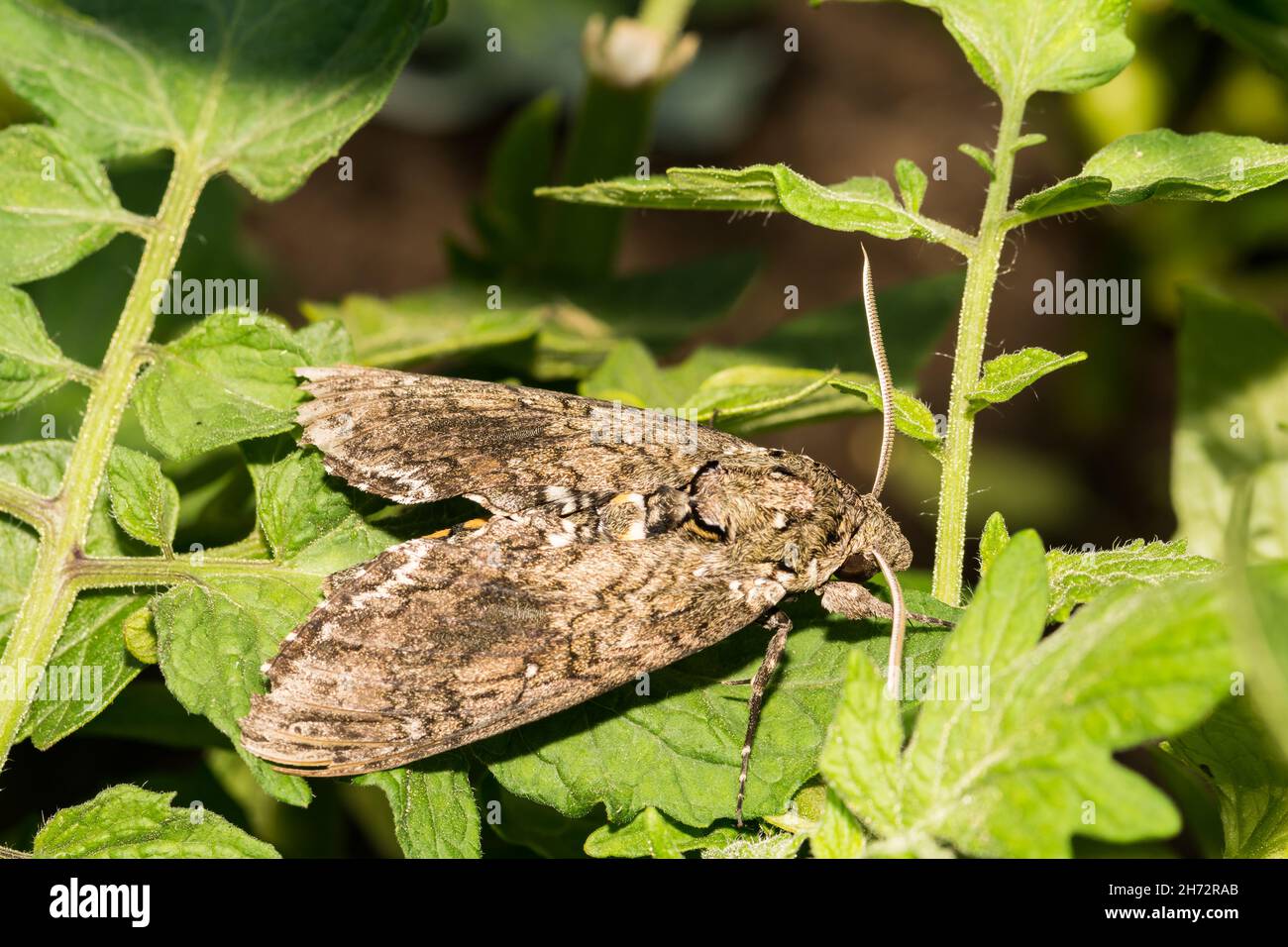 Carolina Sphinx Moth (Manduca Sexta) Stockfoto