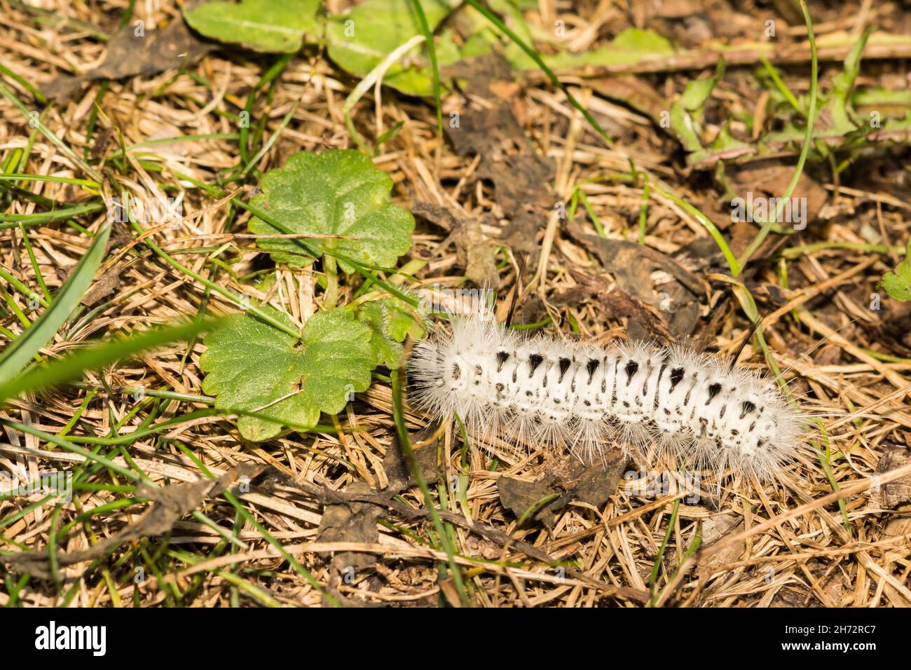 Hickory Tussock Motte Caterpillar (Lophocampa caryae) Stockfoto