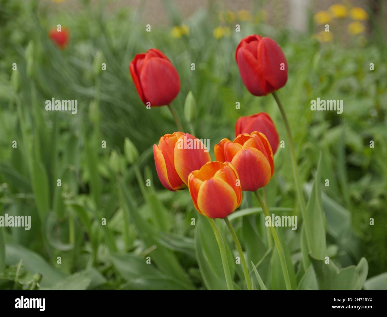 Hausgarten, Tulpen blühen in den Betten Stockfoto